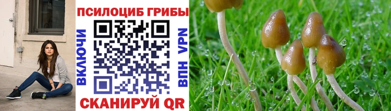 Купить где  Жуковка  Галлюциногенные грибы GOLDEN TEACHER 